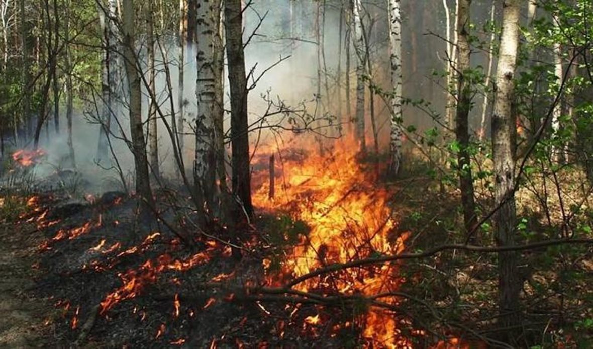  قناة عدن المستقلة AIC HDTV