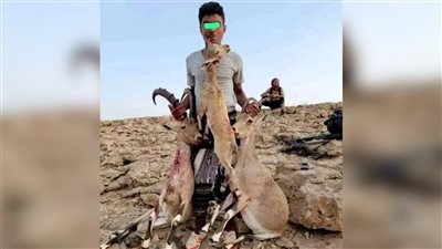 ​ضبط متهمين بصيد حيوانات مهددة بالانقراض في منطقة الروضة بشبوة