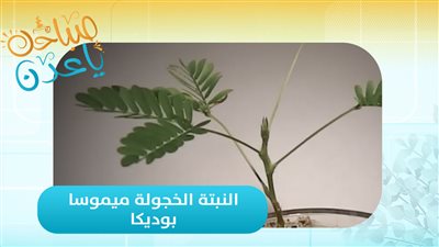  غرائب النبتة الخجولة ميموسا بوديكا.. اكتشفها