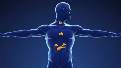 ما هي وظائف الغدد الصماء في الجسم  وتنظيم عملية التمثيل الغذائي؟