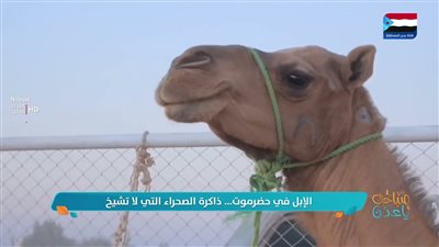 الإبل في حضرموت... ذاكرة الصحراء التي لا تشيخ